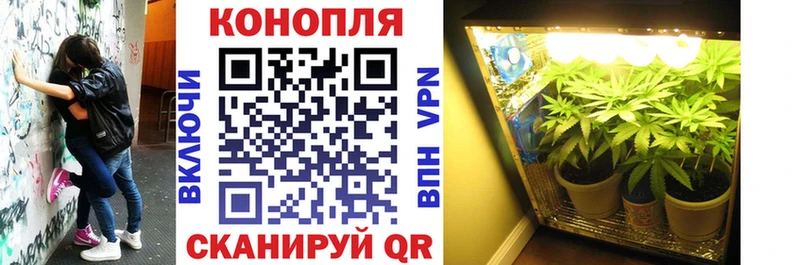 Шишки марихуана план  Приморско-Ахтарск 